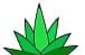 AGAVE MARAVILLA SL