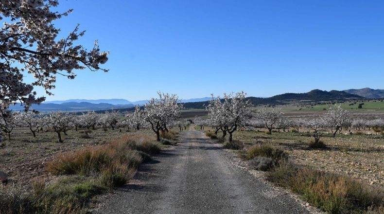 Propiedad del Suelo: Derechos y Deberes