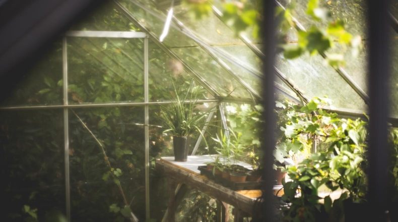 Invernaderos rentables para tu terreno ¿Cómo sacarles rentabilidad?