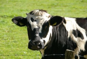 Productos agrícolas ganaderos no cárnicos ¿Les ha afectado la pandemia?