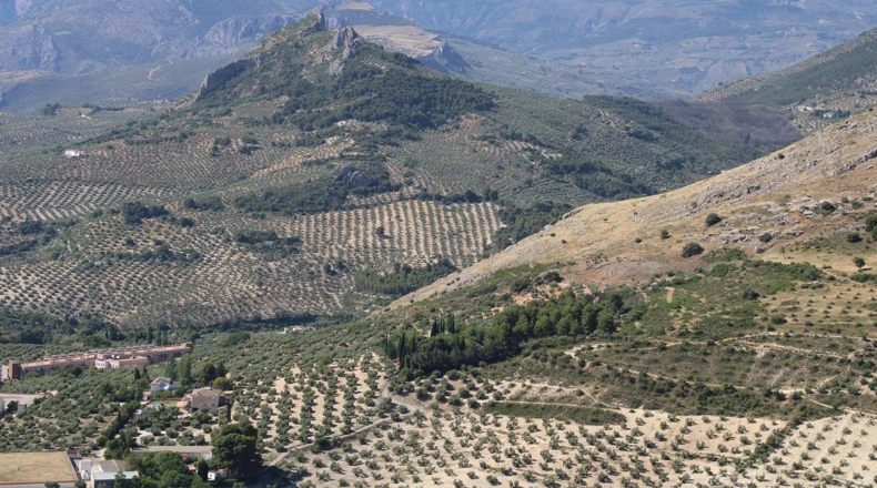 ¿Qué se cultiva en Andalucía?