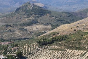 ¿Qué se cultiva en Andalucía?