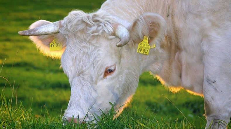 Top ganadería en España: el vacuno y el porcino son los más importantes del país