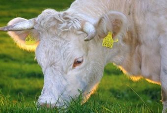 Top ganadería en España: el vacuno y el porcino son los más importantes del país