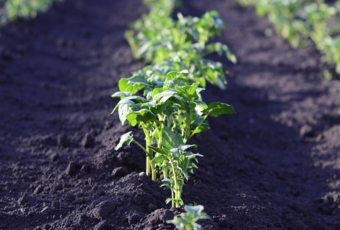 Huerto ecológico en casa, un pasatiempo muy productivo
