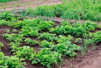 Huerto en alquiler, un negocio rentable para un terreno
