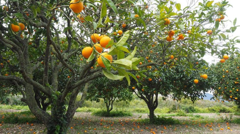 ¿Qué se cultiva más en la Comunidad Valenciana?
