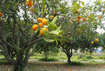 ¿Qué se cultiva más en la Comunidad Valenciana?