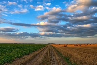¿Qué se cultiva en la Comunidad de Madrid?