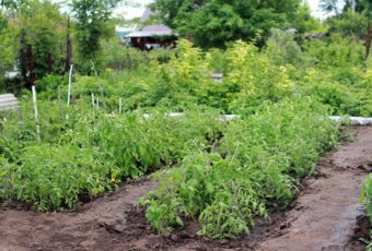 Las claves para construir un huerto ecológico en un terreno