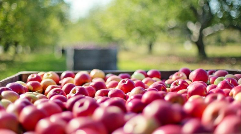 ¿Cómo mejorar la productividad de un terreno agrícola?