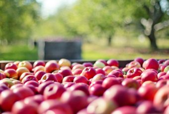 ¿Cómo mejorar la productividad de un terreno agrícola?