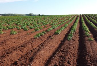 ¿Por qué es tan importante hacer un estudio de suelo al comprar un terreno?