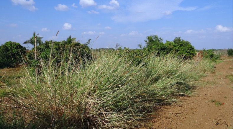Beneficios e inconvenientes de usar biomasa en terrenos agrícolas