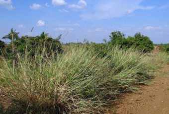 Beneficios e inconvenientes de usar biomasa en terrenos agrícolas