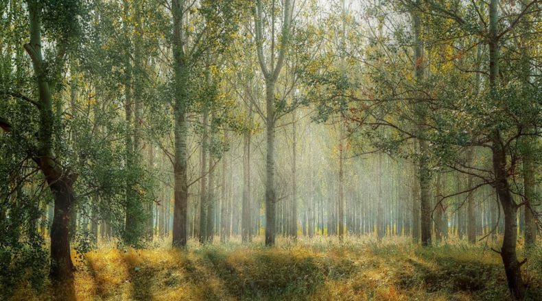 ¿Por qué invertir en un terreno forestal?