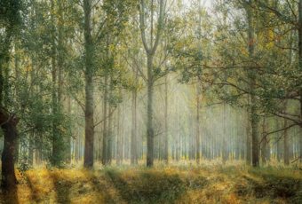 ¿Por qué invertir en un terreno forestal?
