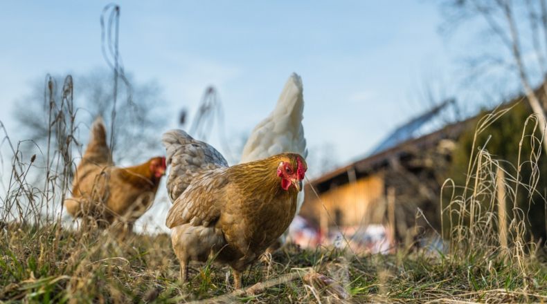 Cómo funcionan las fábricas de gallinas al aire libre