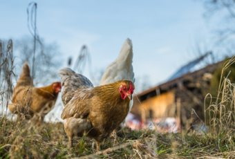 Cómo funcionan las fábricas de gallinas al aire libre
