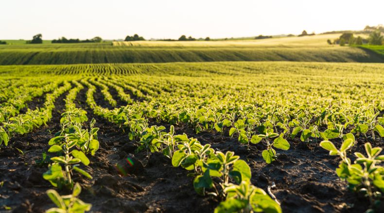 ¿Cuáles son las frutas y verduras de primavera en la agricultura ecológica?