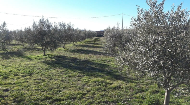 Murcia - Benablón - 8000m2