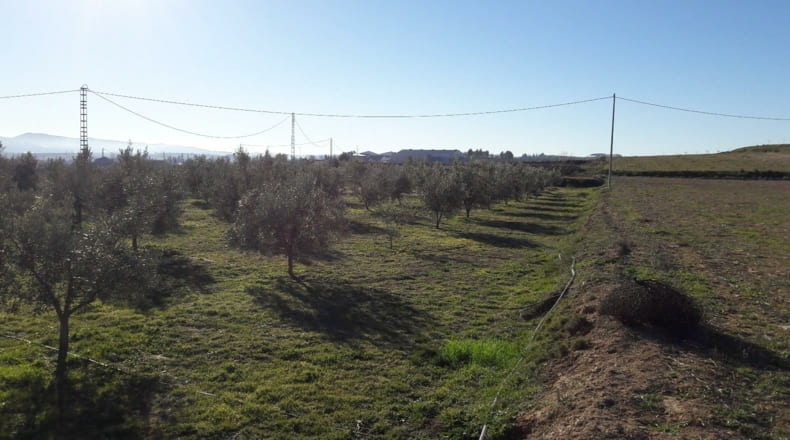 Murcia - Benablón - 8000m2