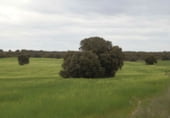 Country house with land for sale on Calle Canalejas, Ossa de Montiel, ref: TR7711 photo