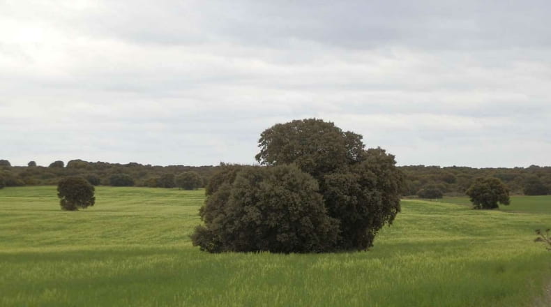 Albacete - Ossa de Montiel - 7600000m2