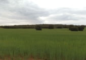 Country house with land for sale on Calle Canalejas, Ossa de Montiel, ref: TR7711 photo