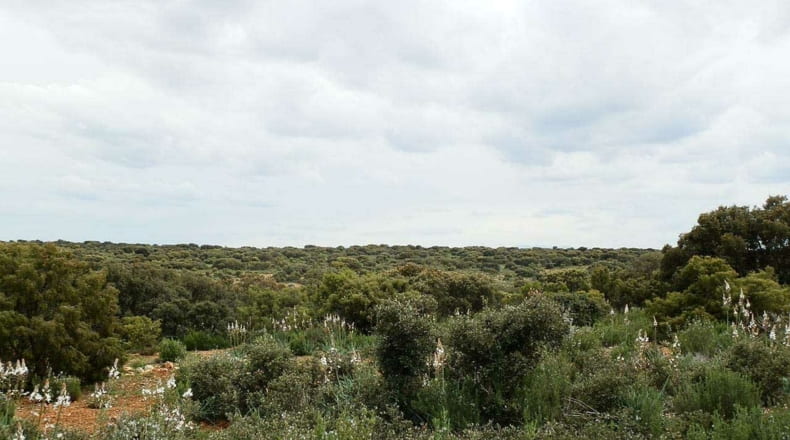 Albacete - Ossa de Montiel - 7600000m2