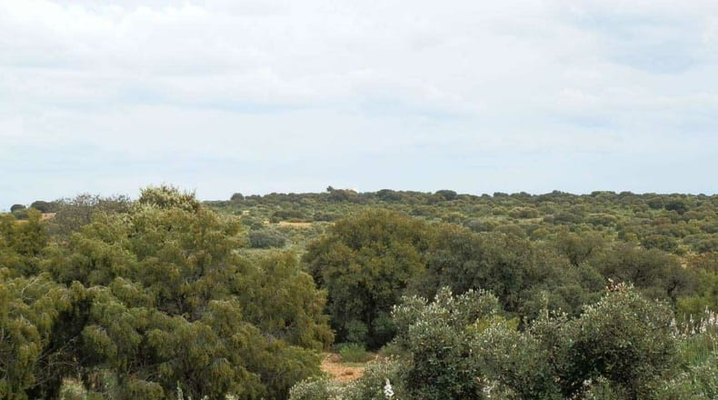 Albacete - Ossa de Montiel - 7600000m2