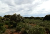 Country house with land for sale on Calle Canalejas, Ossa de Montiel, ref: TR7711 photo