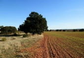 Non-developable land for sale on Calle Canalejas, Ossa de Montiel, ref: TR7707 photo