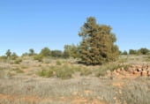 Non-developable land for sale on Calle Canalejas, Ossa de Montiel, ref: TR7707 photo