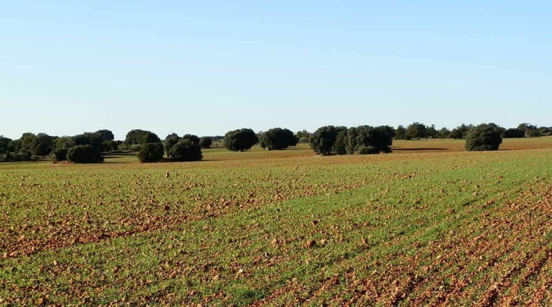Albacete - Ossa de Montiel - 5240000m2