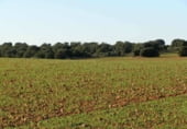 Non-developable land for sale on Calle Canalejas, Ossa de Montiel, ref: TR7707 photo