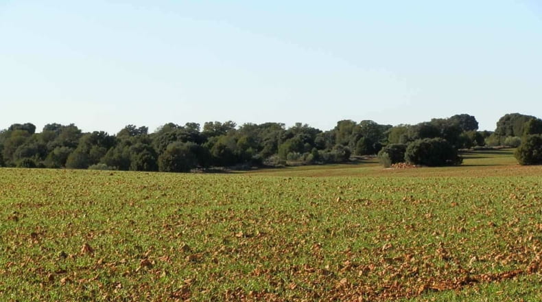 Albacete - Ossa de Montiel - 5240000m2