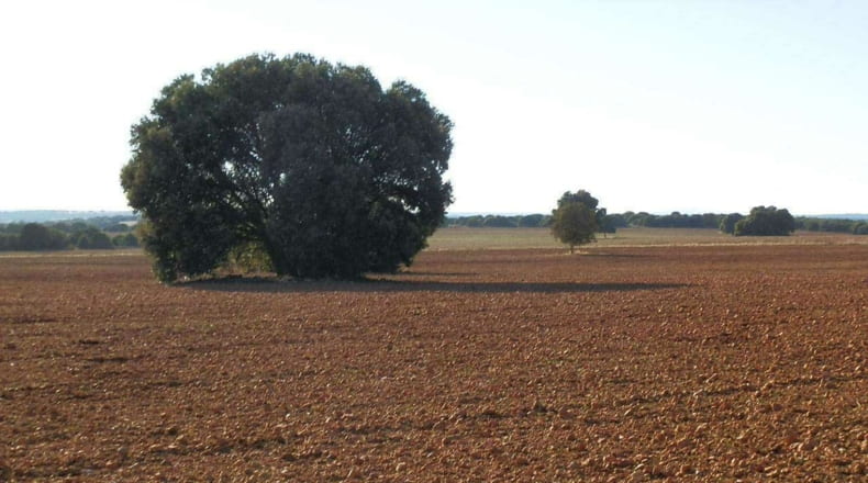 Albacete - Ossa de Montiel - 5240000m2