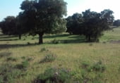Terreno no urbanizable en venta en la Calle Cañada de Alfares, Talavera de la Reina, ref: TR7703 foto