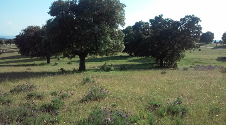 Toledo - Talavera de la Reina - 330000m2