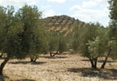 Terreny amb magatzem en venda a la Calle Málaga, Jódar, ref.: TR7695 foto