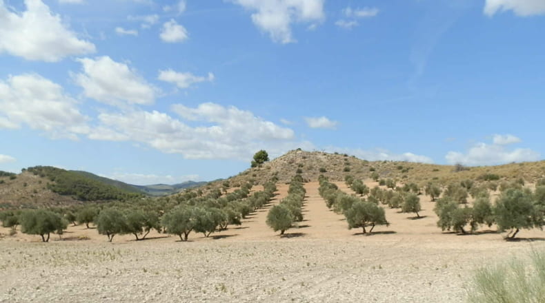 Jaén - Jódar - 2500000m2
