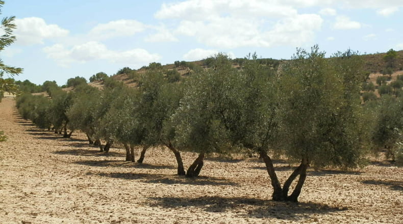 Jaén - Jódar - 2500000m2