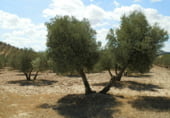 Terreny amb magatzem en venda a la Calle Málaga, Jódar, ref.: TR7695 foto