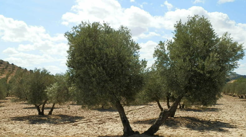 Jaén - Jódar - 2500000m2