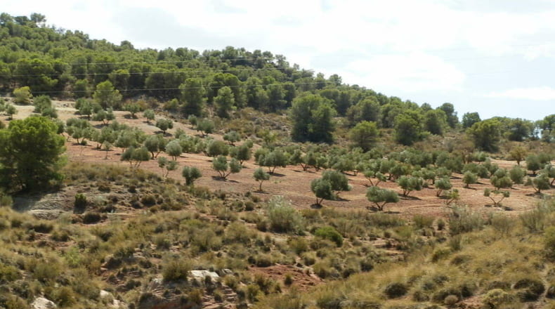 Jaén - Jódar - 2500000m2