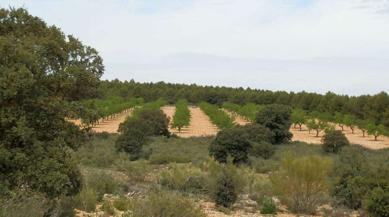 Albacete - Munera - 2950000m2