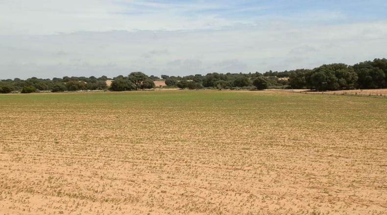 Albacete - Munera - 2950000m2