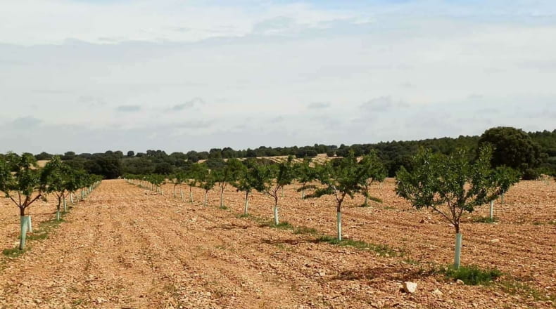 Albacete - Munera - 2950000m2