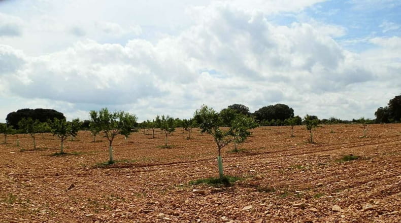 Albacete - Munera - 2950000m2